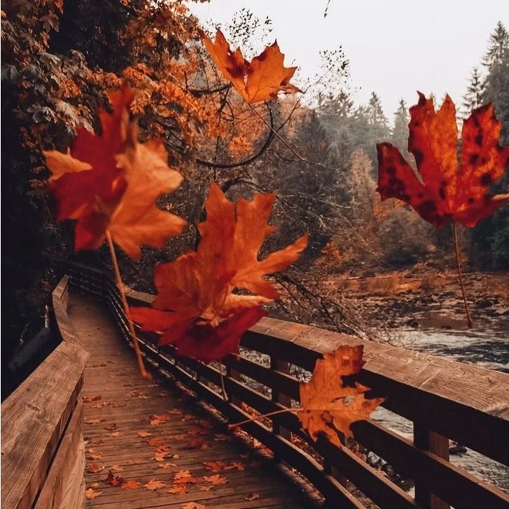 🍂🍁🍂 🚂💨💨💨🍂🍁🍂🍁 WELCOME TO MY LIVE SHOW!!!🚂 - Picture 3 of 9